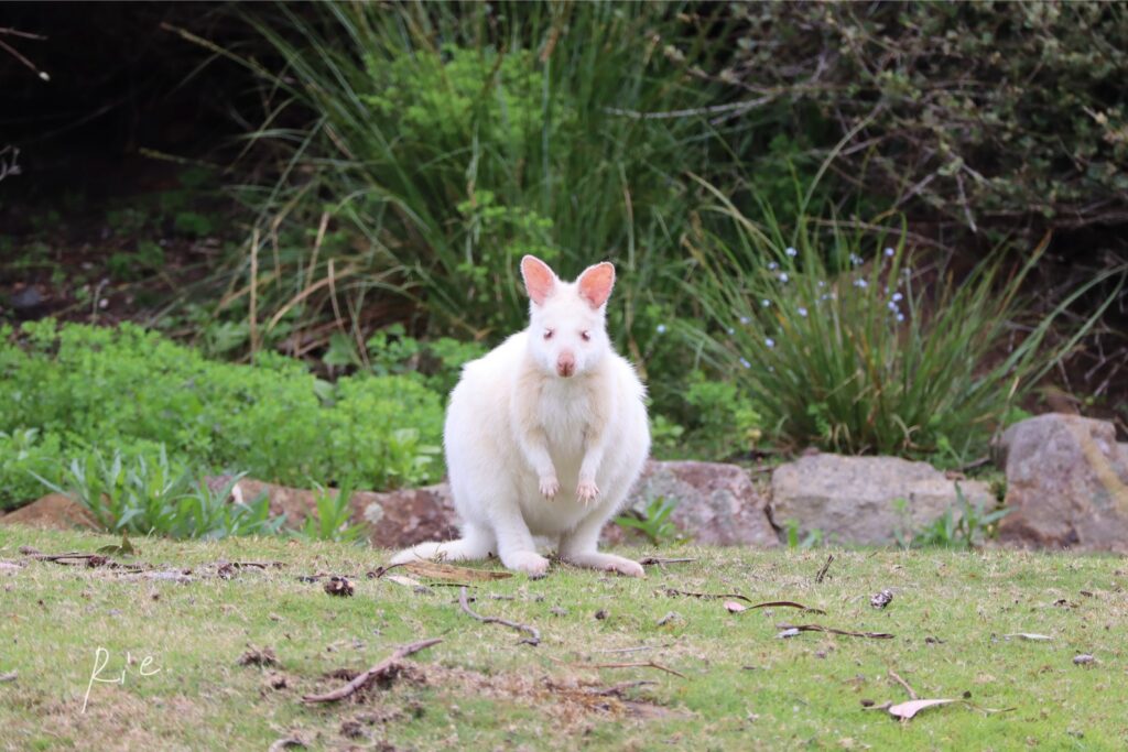 こっちを見つめるアルビノワラビーちゃん