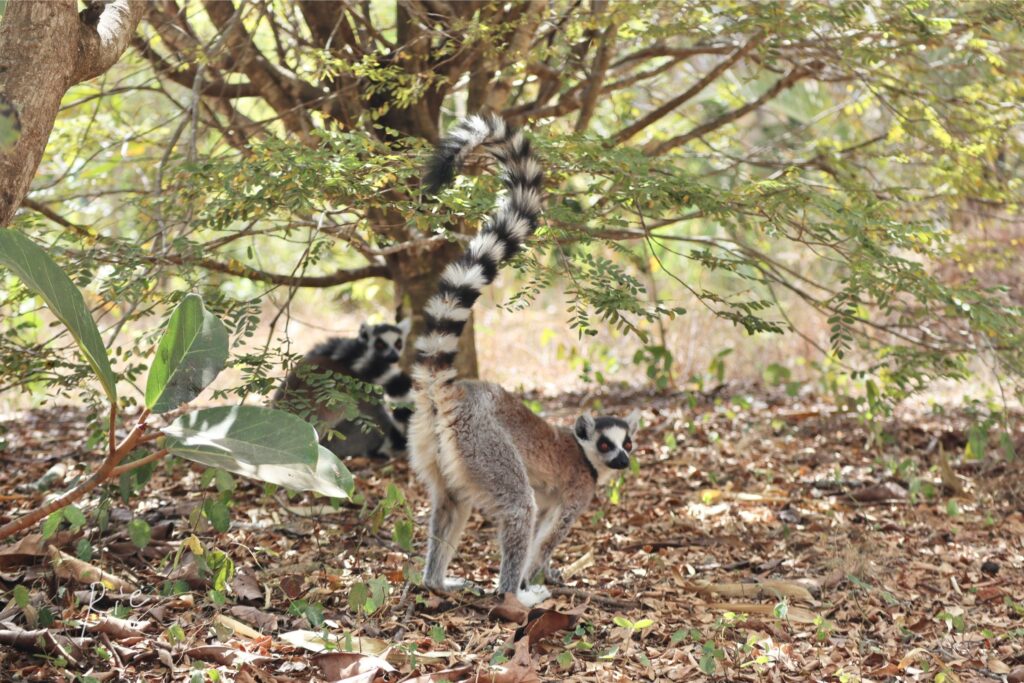 ワオキツネザル