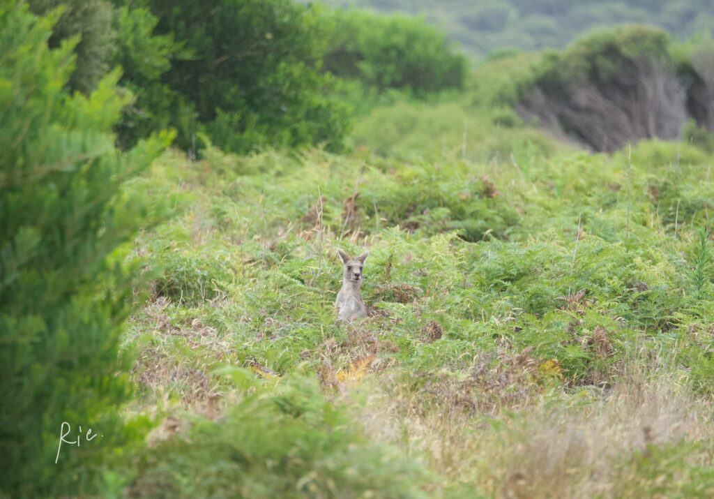 草むらの中から顔を出すカンガルー