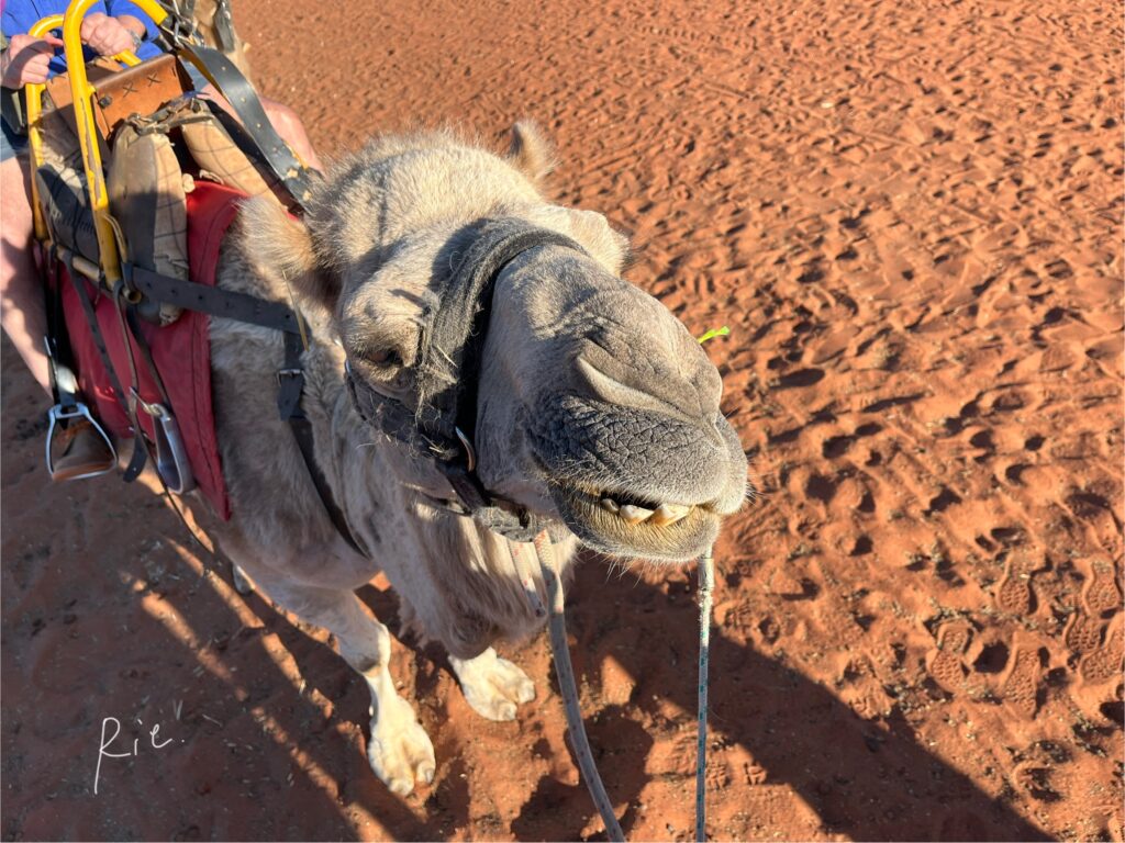 後ろのラクダさん
