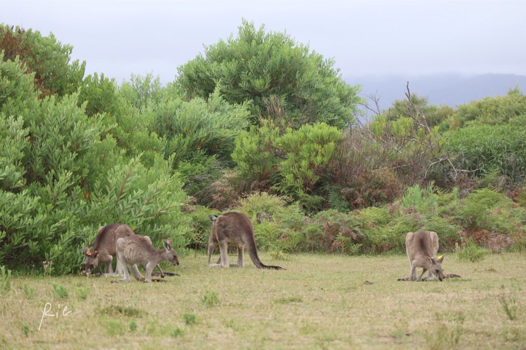カンガルー御一行