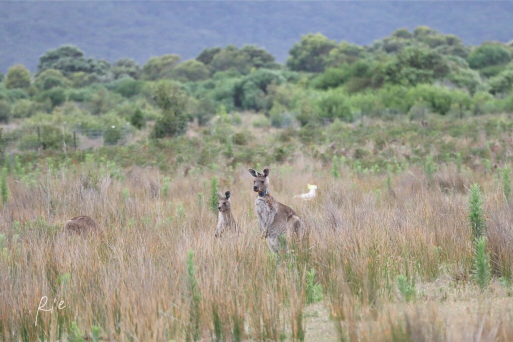 カンガルーの親子と背後に潜むキバタン