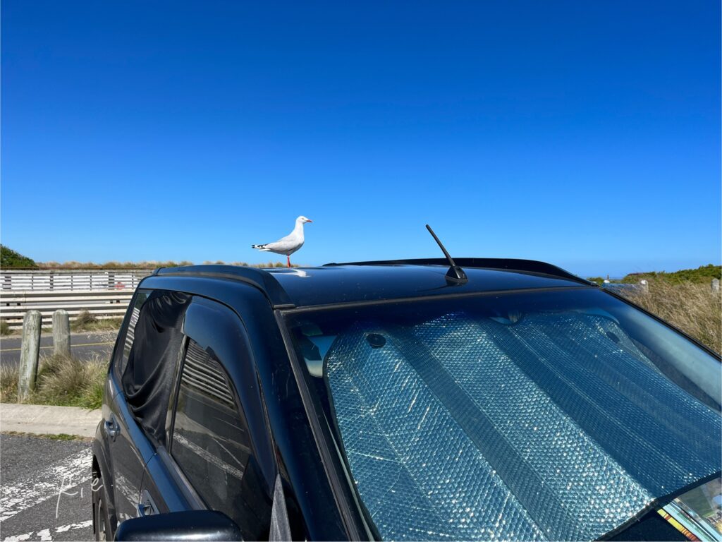 私の車にも1羽乗ってた