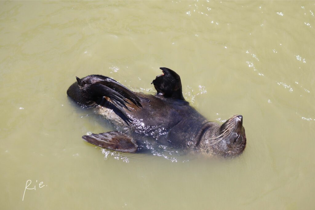 海に浮かんでリラックスするオットセイ