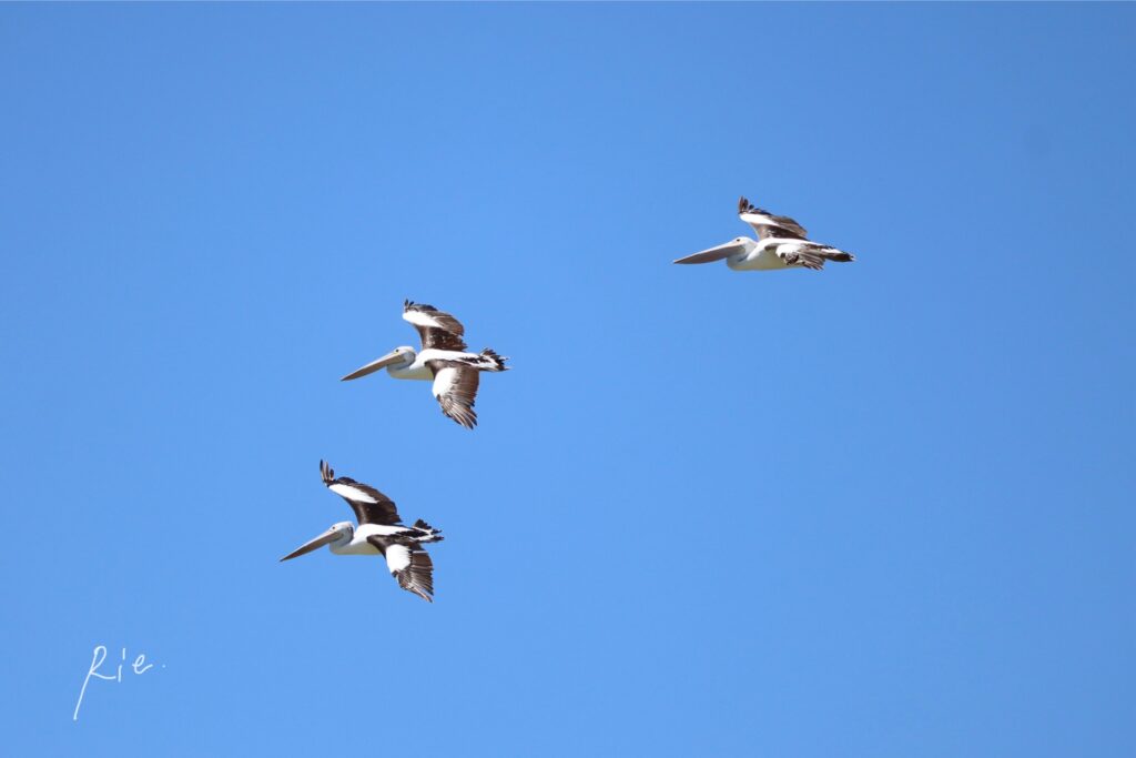 3羽一緒に空を飛ぶペリカン