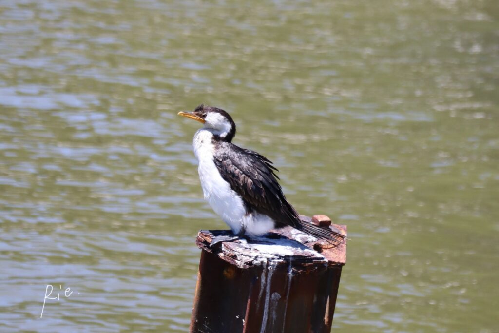 シロハラコビトウ