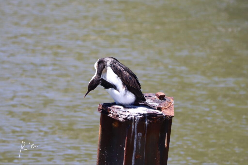 執拗に頭を掻くシロハラコビトウ