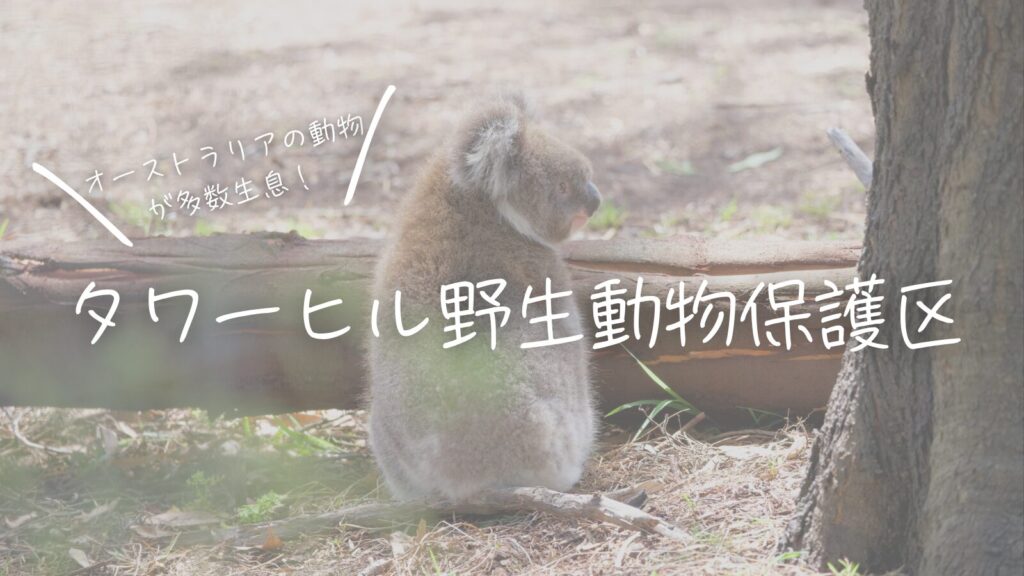 オーストラリアの動物が多数生息！タワーヒル野生動物保護区