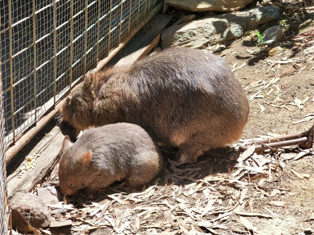 親子ウォンバット