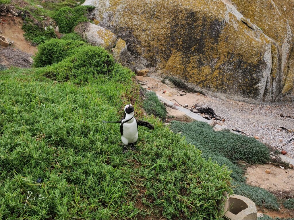 駐車場にいたケープペンギン