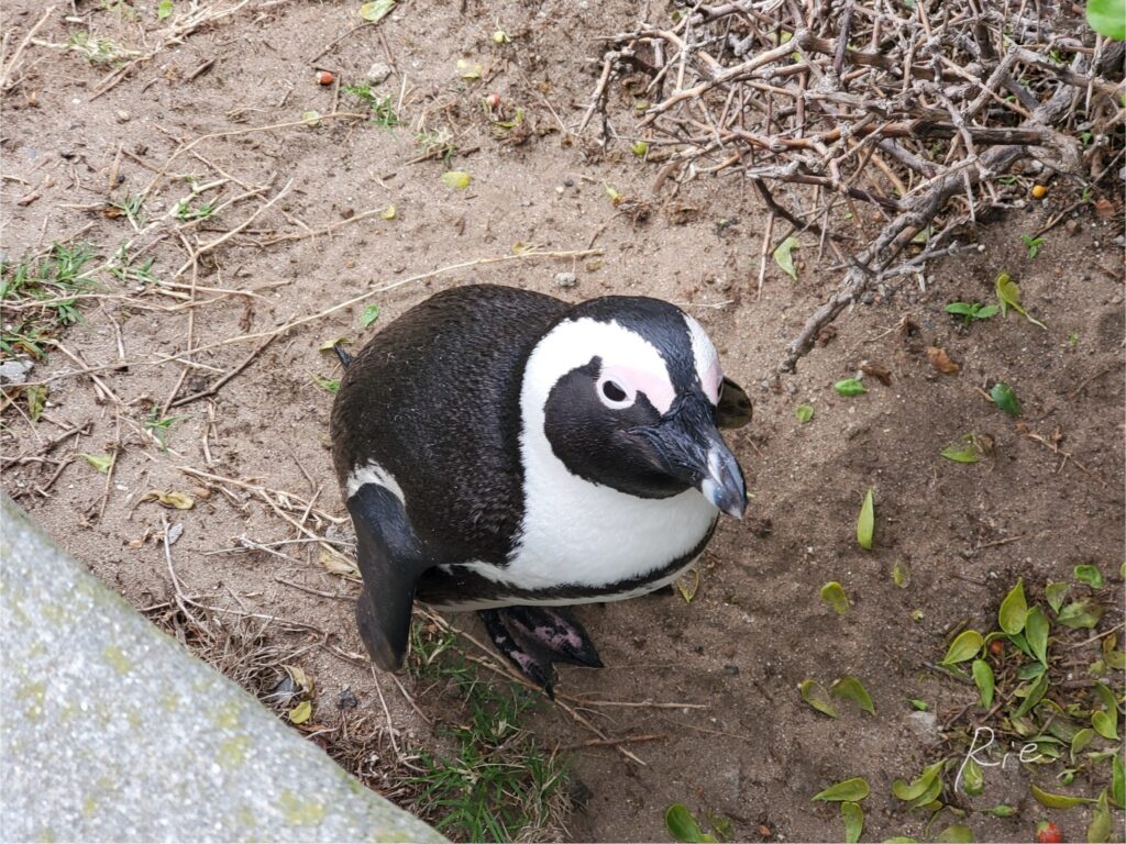 すぐそばにいたケープペンギン