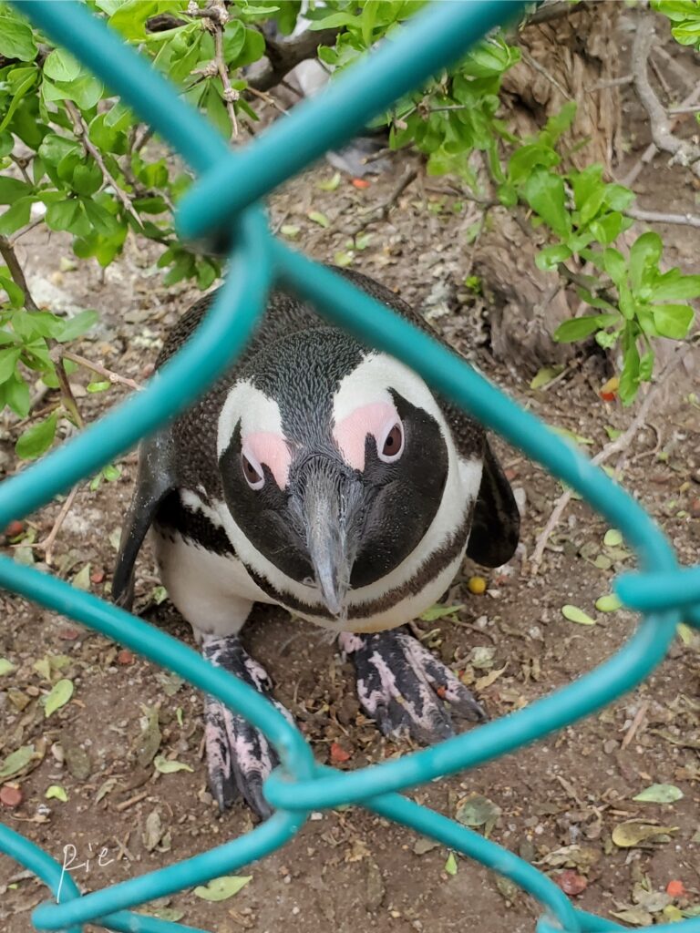 我々を見ているケープペンギン