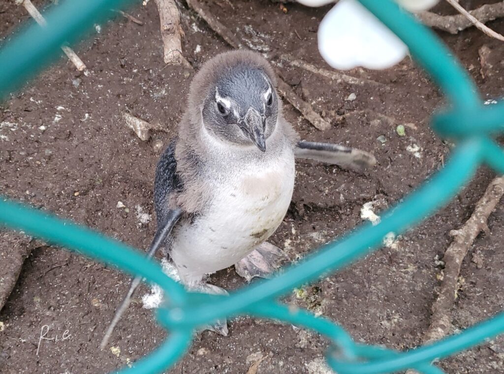 ずっと羽をパタパタさせていた子ケープペンギン