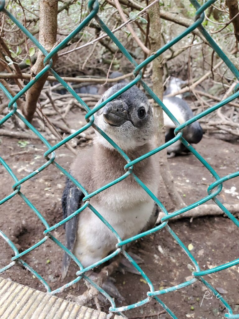 フェンスから嘴が出ている子ケープペンギン