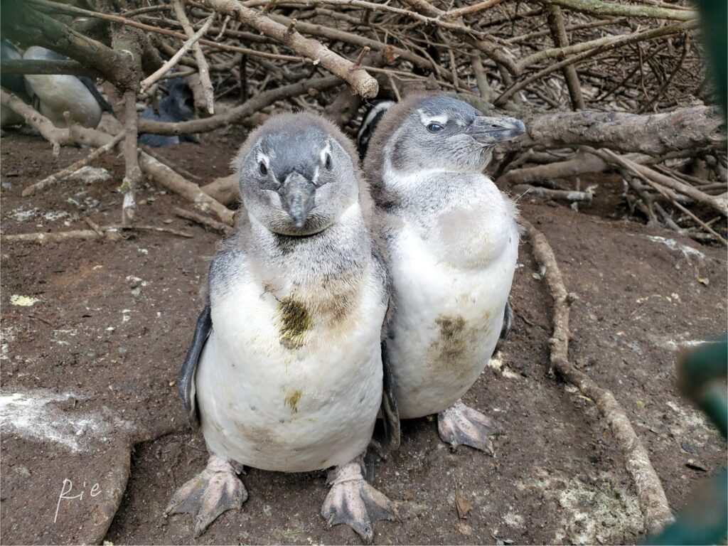 我々のお気に入りになった兄弟ペンギン