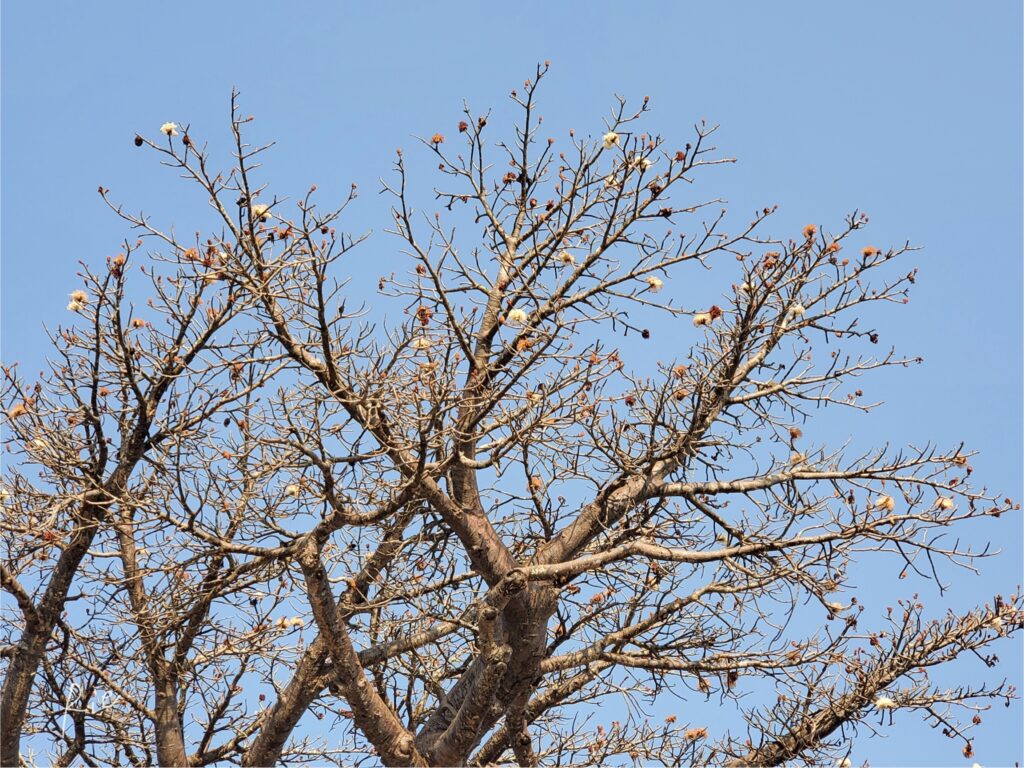 花が咲いているバオバブ