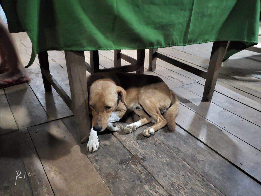 レストランに遊びにきていた野良犬