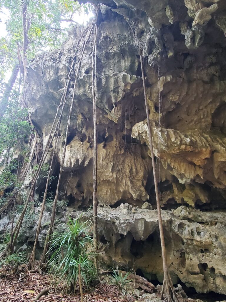道中に生えてた細長い木たち