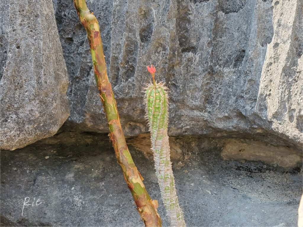 てっぺんに花が咲いているサボテン