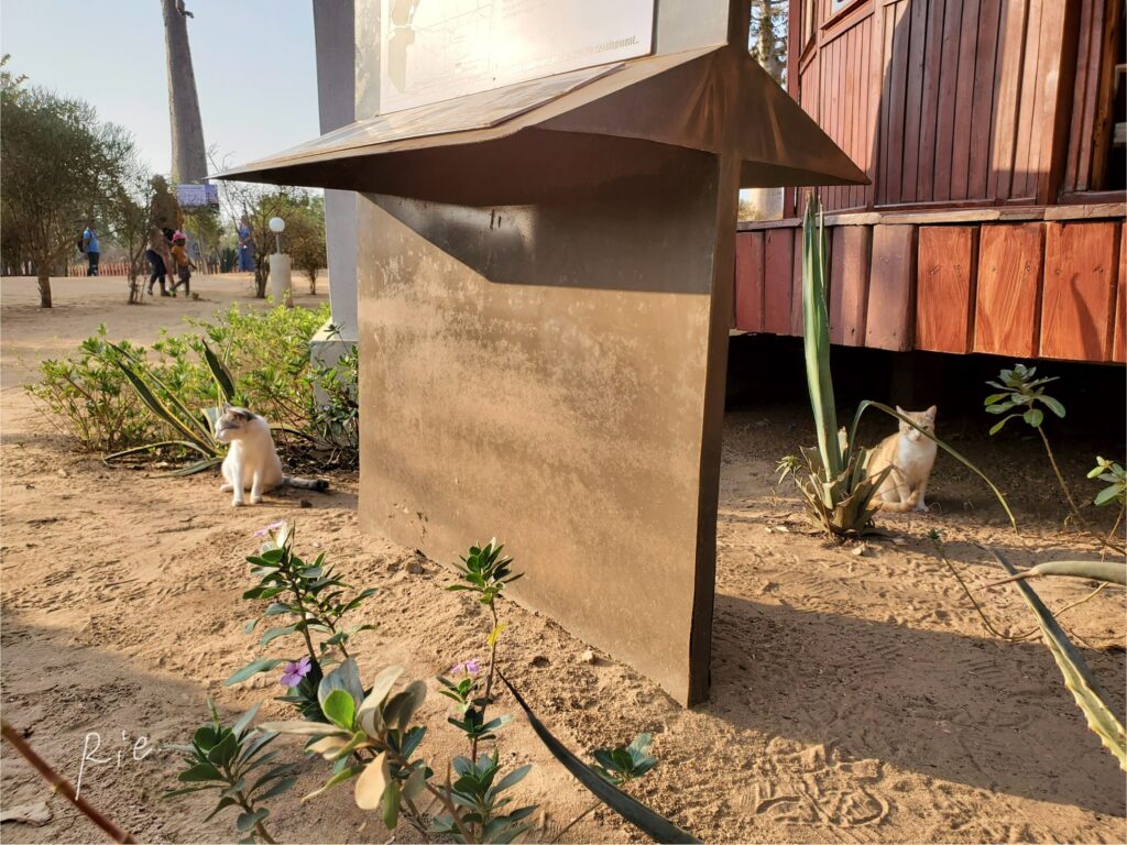 ショップの近くにいた猫ちゃんたち
