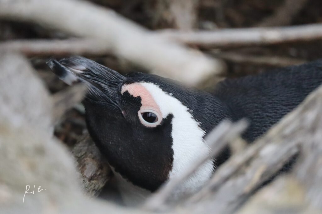 ケープペンギンの顔