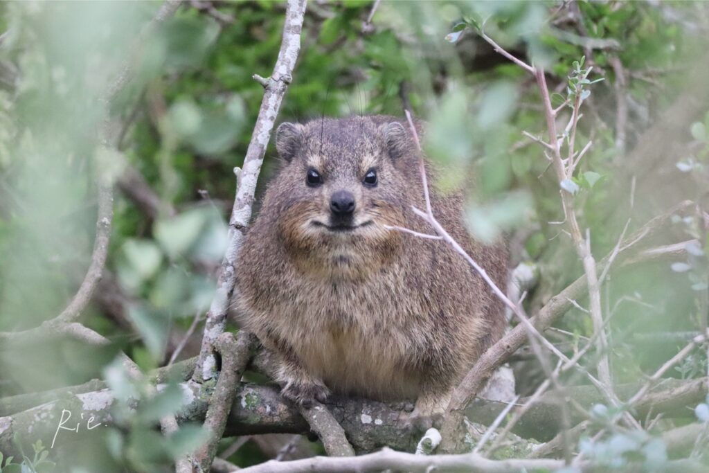 カメラ目線のケープハイラックス
