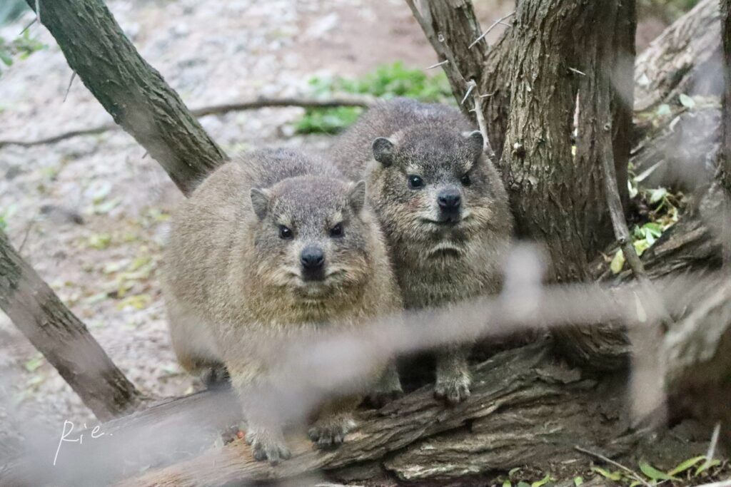 2匹で寄り添うケープハイラックス