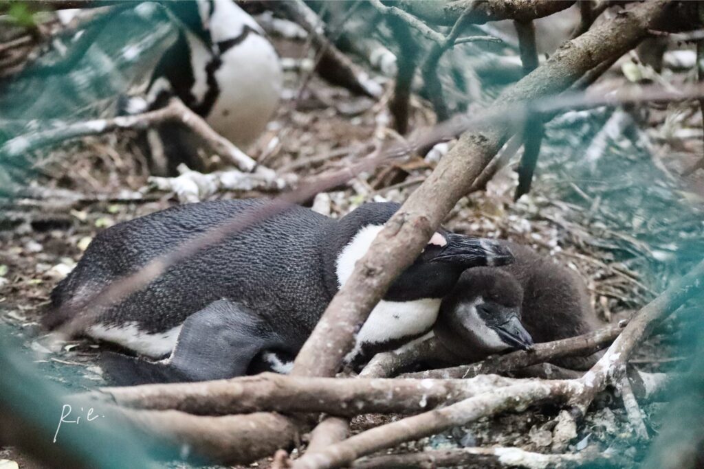 親子で眠るケープペンギン