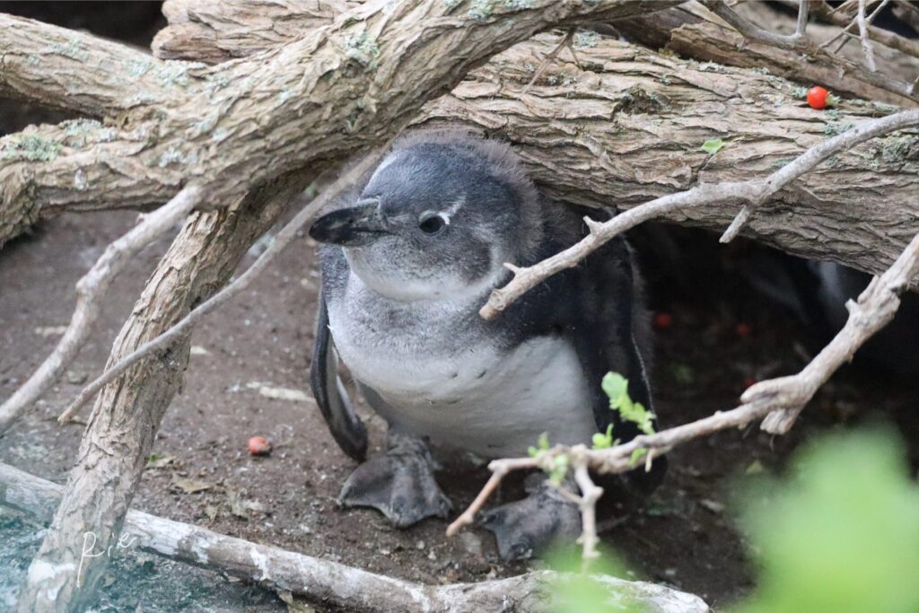 木の下から出てきた子ケープペンギン