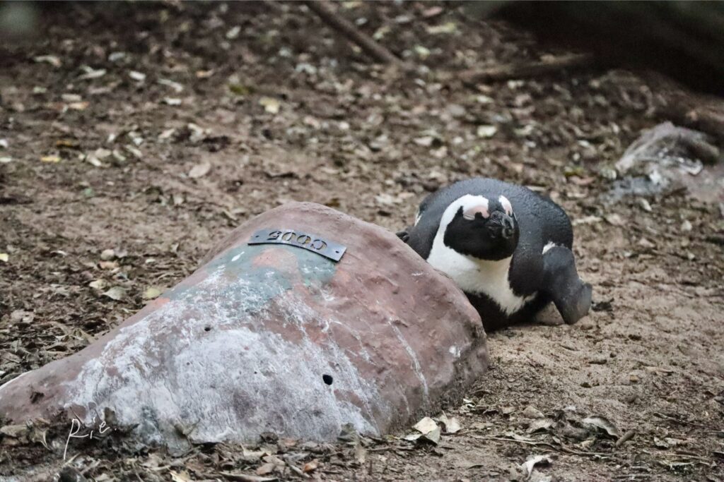 人工的に設置されたペンギンのお家
