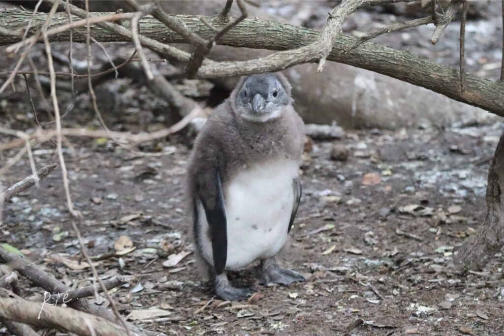 哀愁漂う立ち姿の子ケープペンギン
