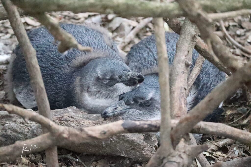 兄弟寄り添って眠る子ケープペンギン