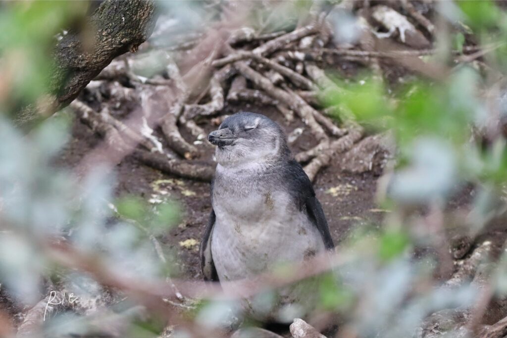 立ったままうたた寝をしている子ケープペンギン