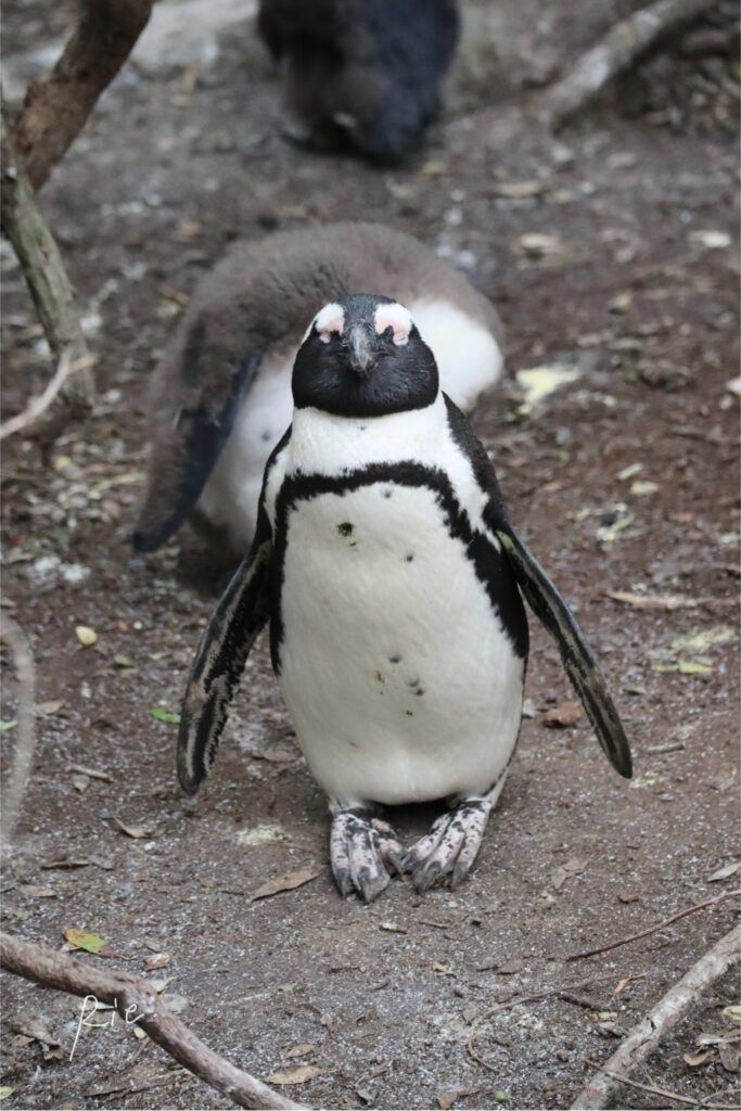 大人のケープペンギン