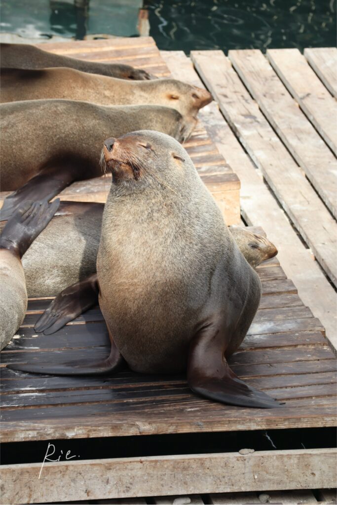 すんっと座っているオットセイ