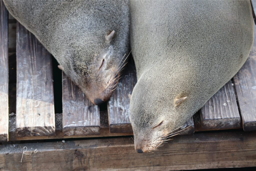気持ちよさそうに眠る2頭のオットセイ