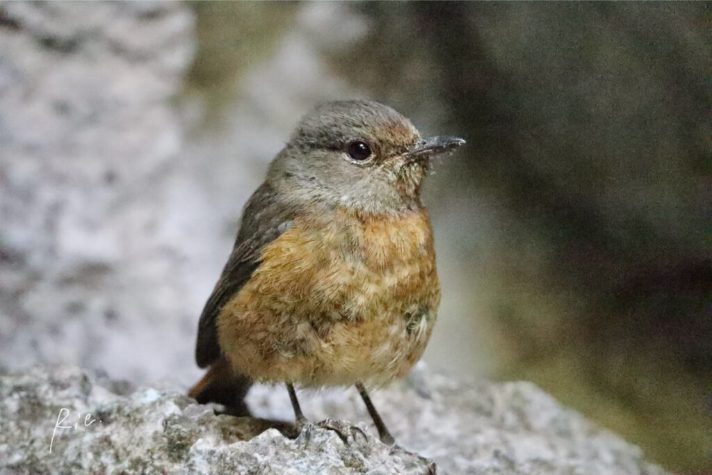 おそらくヒタキ科の鳥さん