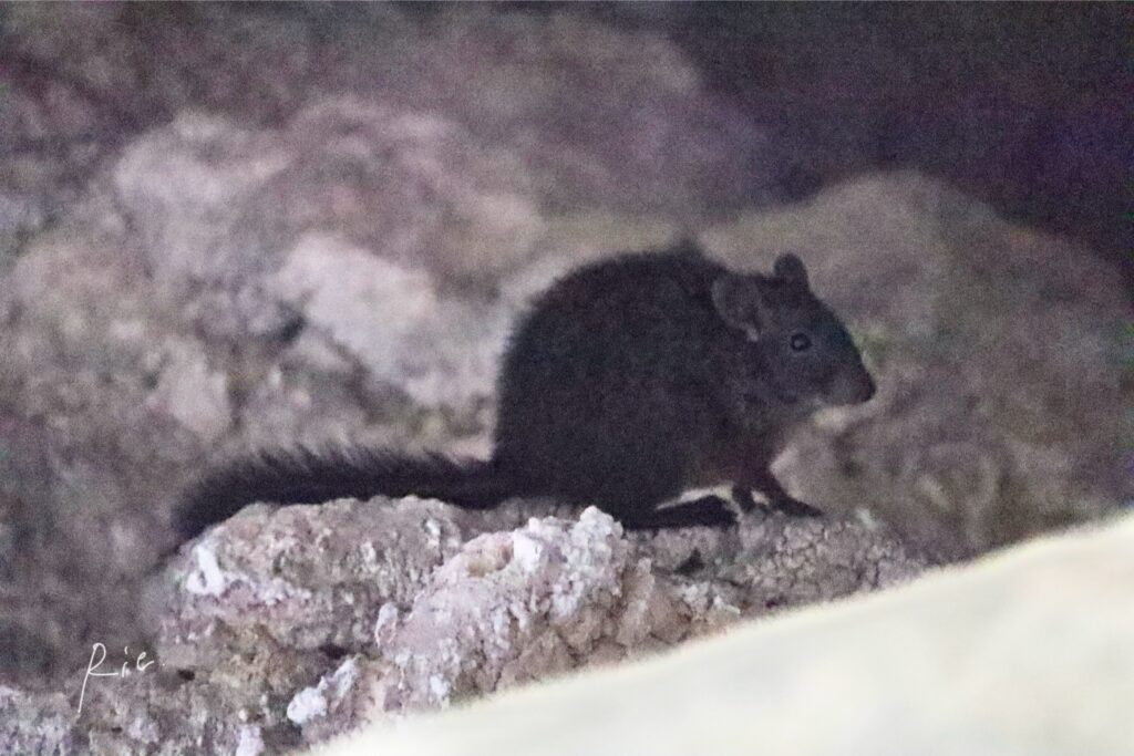 現れたネズミさん②