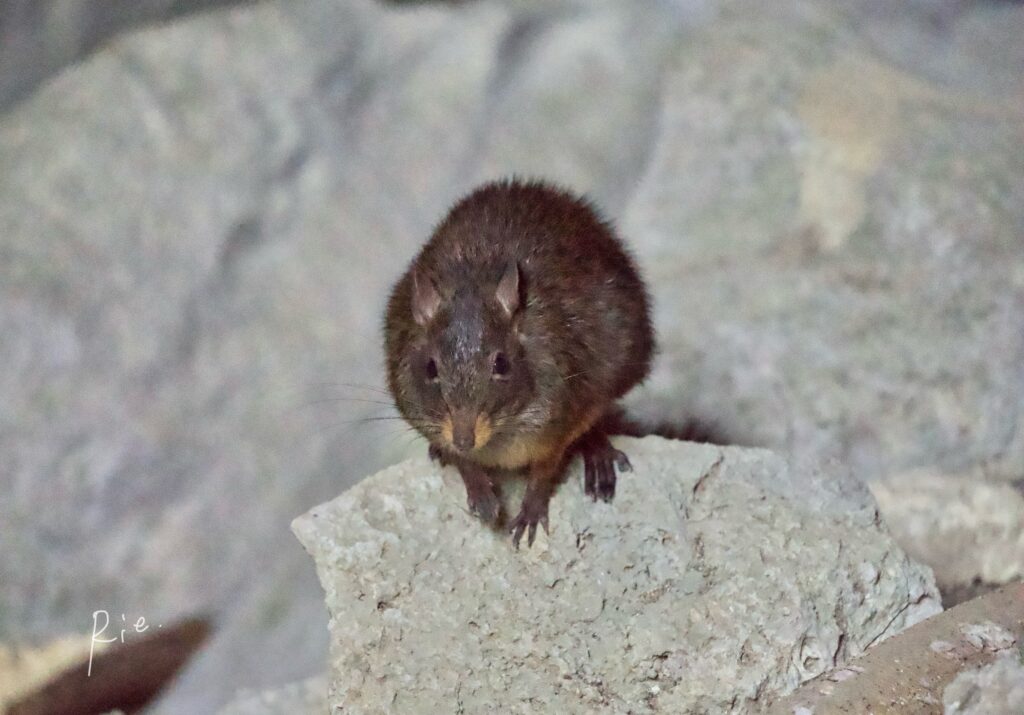 現れたネズミさん①