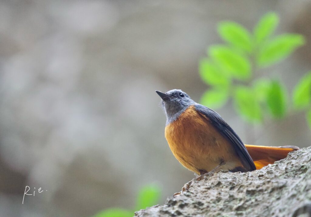 モリカワリツグミ