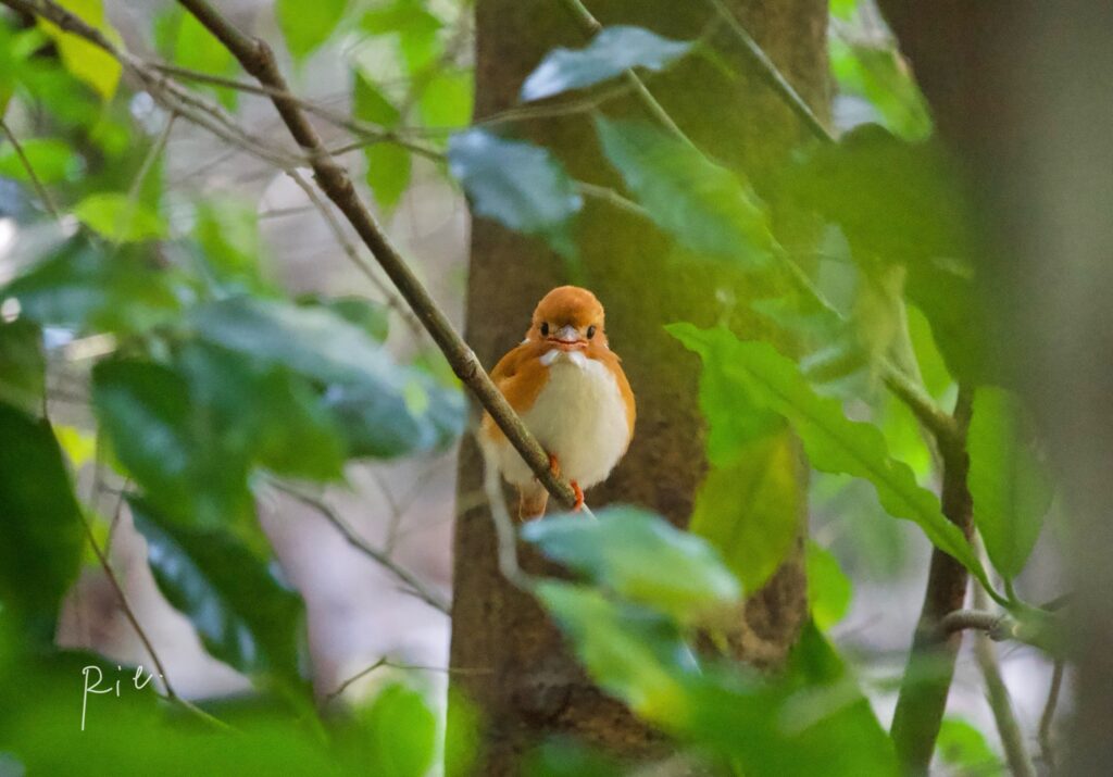 マダガスカルヒメショウビンの正面顔