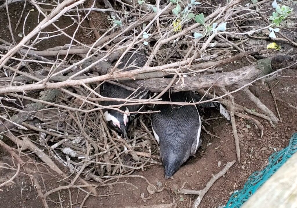 交代で卵を温めていたケープペンギンのペア