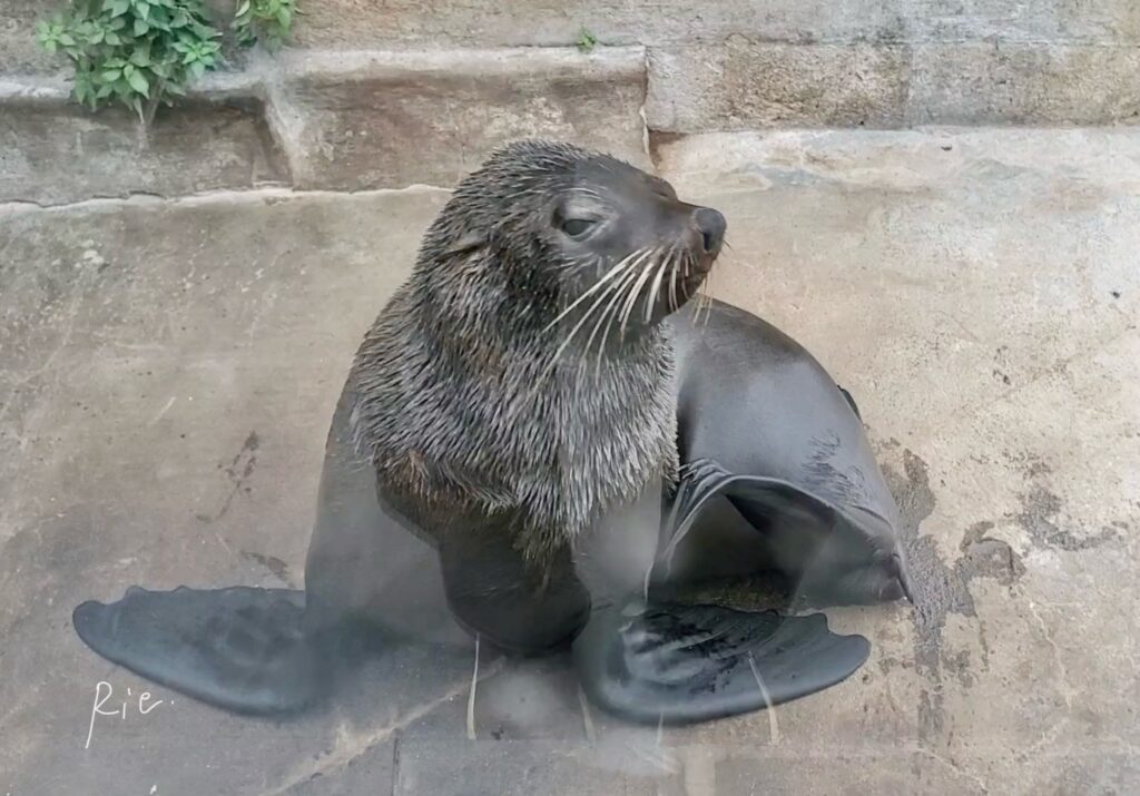 ガラス越しで見たオットセイ