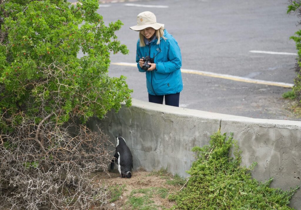 ケープペンギンを見ている私