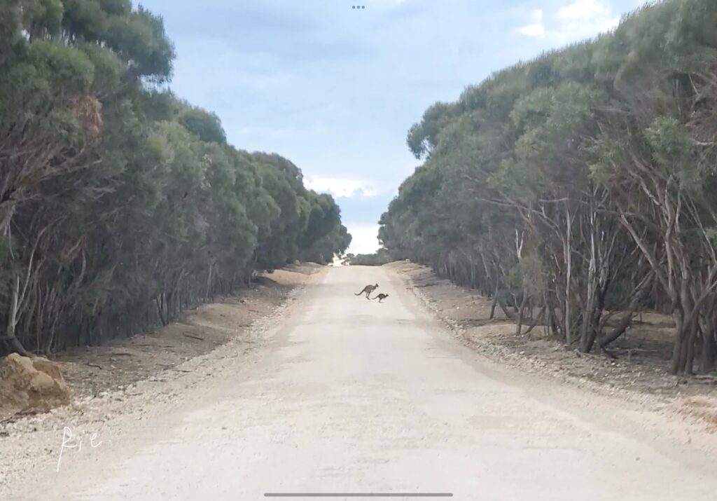 道路を横断するカンガルーの親子