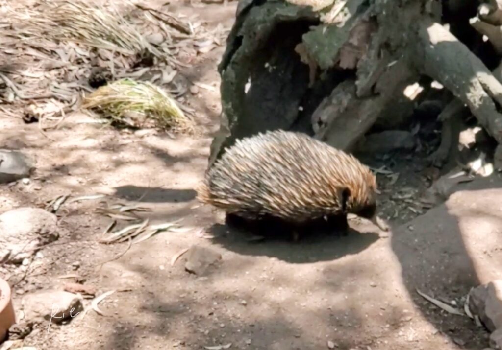 ハリモグラ