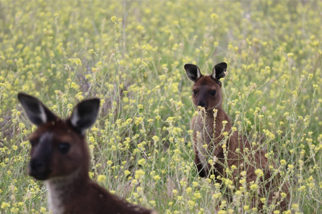 お花畑の中で親カンガルーをじっと見る子カンガルー