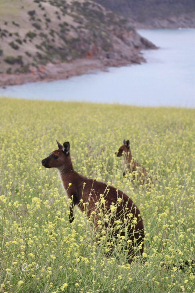 海をバックにお花畑の中にいたカンガルーの親子