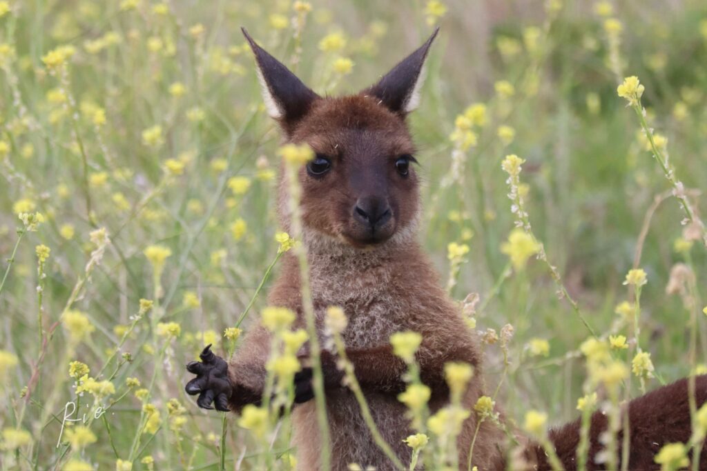 お花畑の中の子カンガルー