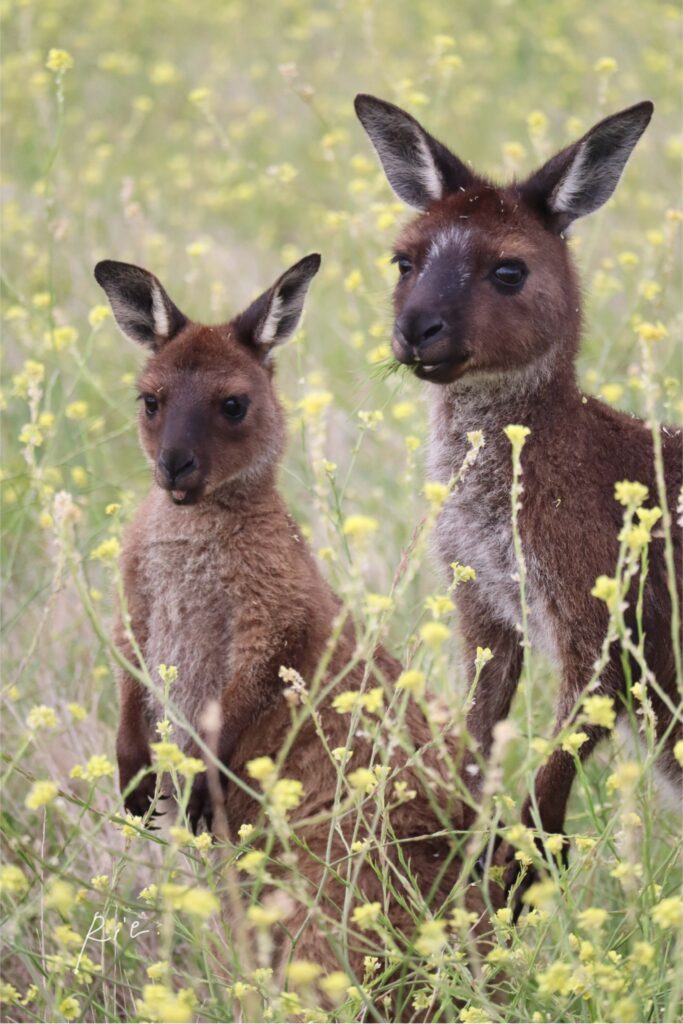 お花畑の中のカンガルー親子
